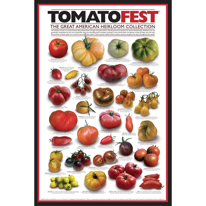 TomatoFest American Heirloom Tomatoes 24x36 Wall Chart Poster - Culinary Posters Inc.